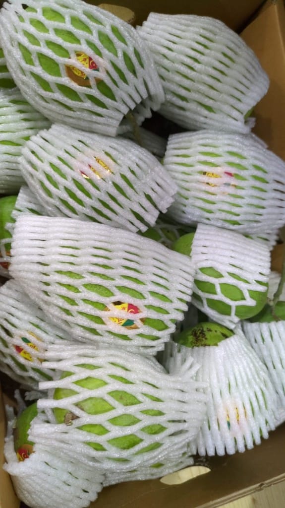 Green mangoes individually wrapped in protective foam inside a cardboard box