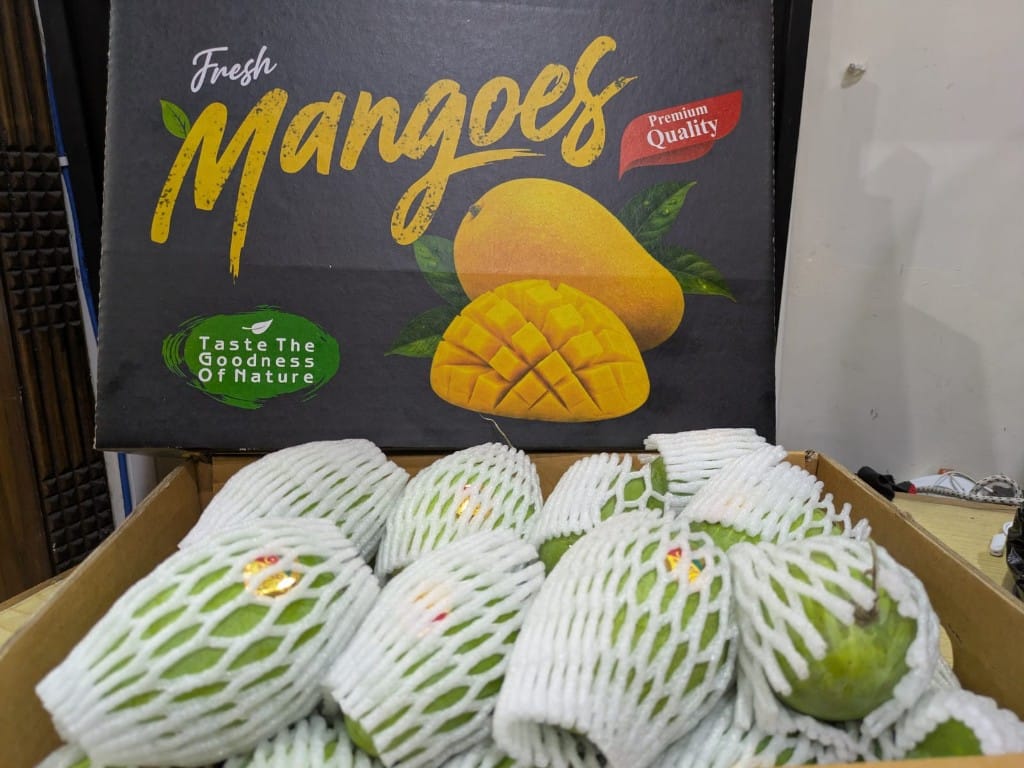 Fresh mangoes in a premium branded gift box with protective foam sleeves